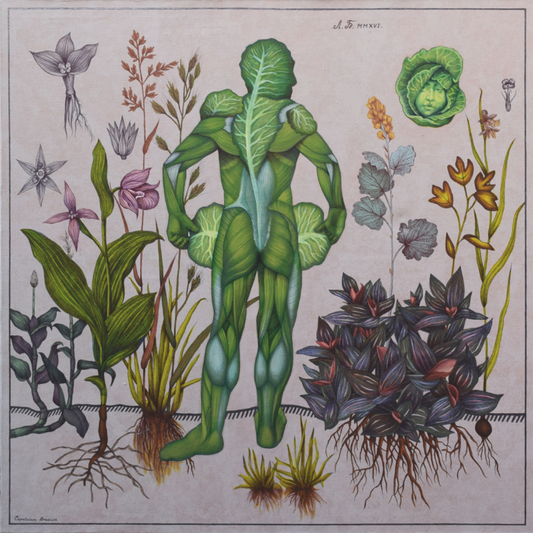 Caputcium Brassica, 2016